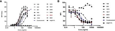 The novel high-affinity humanized antibody IMM40H targets CD70, eliminates tumors via Fc-mediated effector functions, and interrupts CD70/CD27 signaling